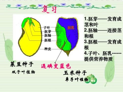 种子萌发的条件【冀教版】八年级上课件