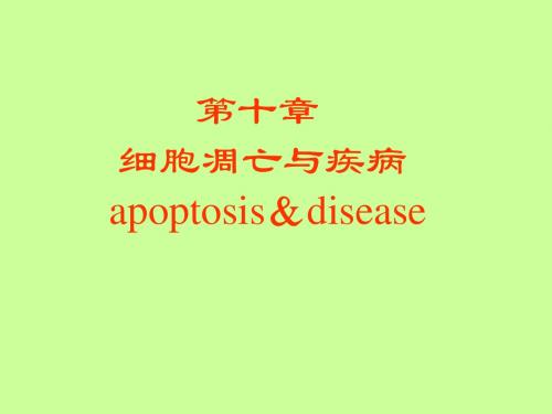 病理生理学课件十.细胞凋亡