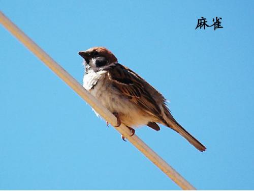 八年级语文上册：第24课《明天不封阳台》课件
