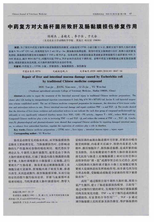 中药复方对大肠杆菌所致肝及肠黏膜损伤修复作用
