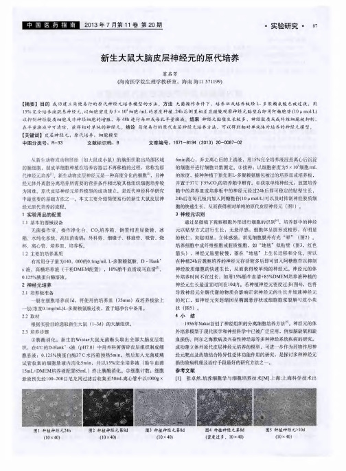 新生大鼠大脑皮层神经元的原代培养