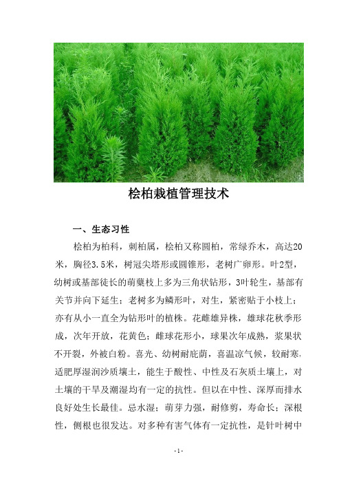 桧柏栽植管理技术