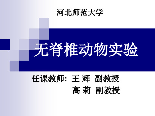 草履虫的观察