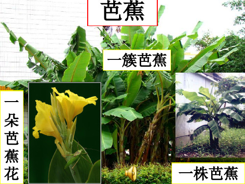 20芭蕉花.ppt修改稿