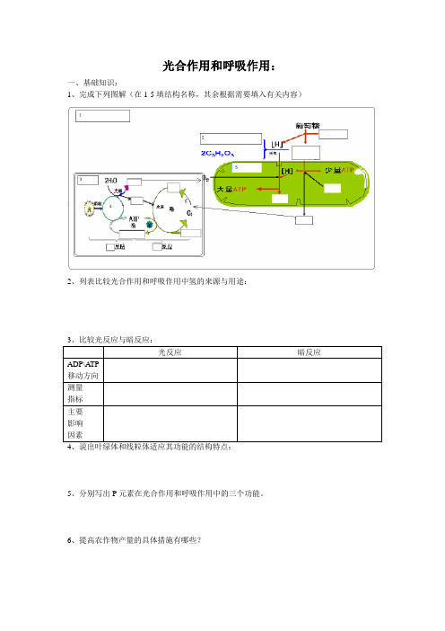 高考生物总复习 光合作用与呼吸作用学案