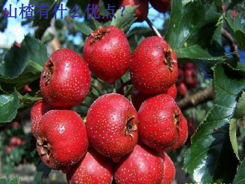 主题班会课件——扬长补短   通用版