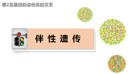 伴性遗传-高一生物课件(人教版2019必修2)