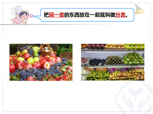 第三单元：《分类与整理(简单的统计图)》