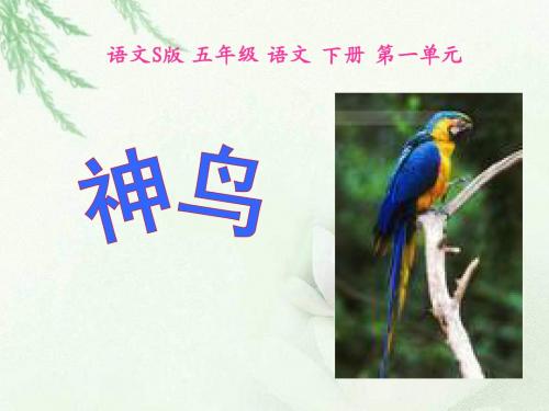 五年级下册《神鸟》PPT