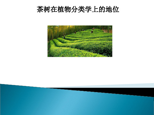茶树在植物分类学上的地位