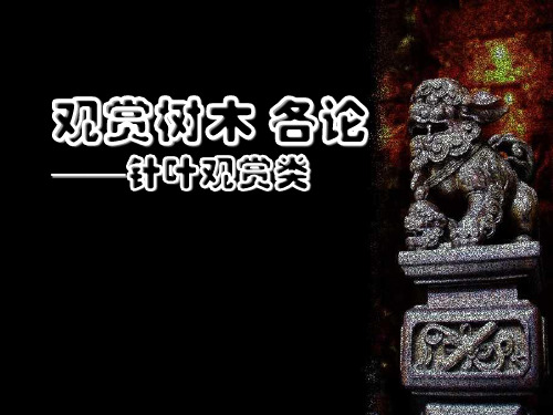 园林树木学课件——第六章  针叶观赏类