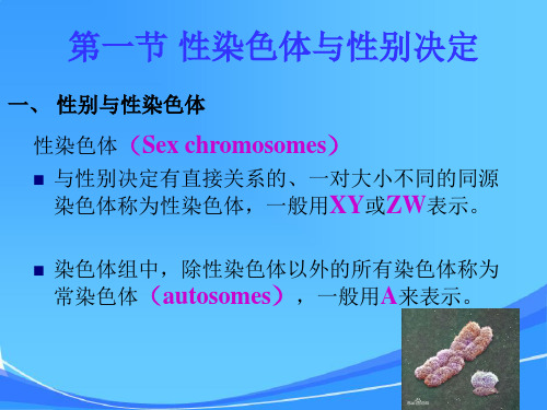 第五章连锁遗传分析