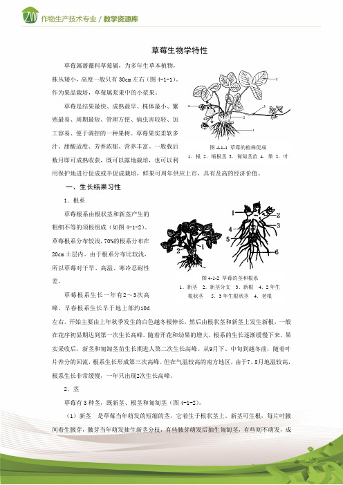 设施果树生产草莓生物学特性电子教材1(精)