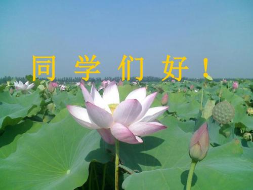 荷叶·母亲PPT课件4 人教版 (共20张PPT)
