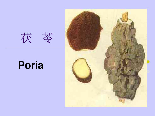 茯苓猪苓