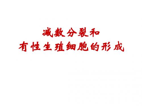 减数分裂和有性生殖细胞的形成ppt5 优秀课件