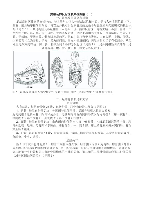 实用足部反射区和穴位图解