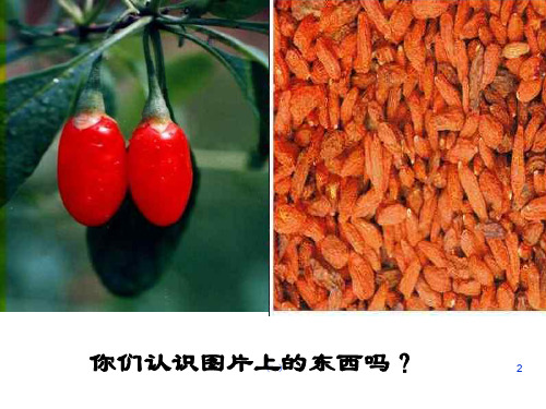 苏教版七下课件三颗枸杞豆