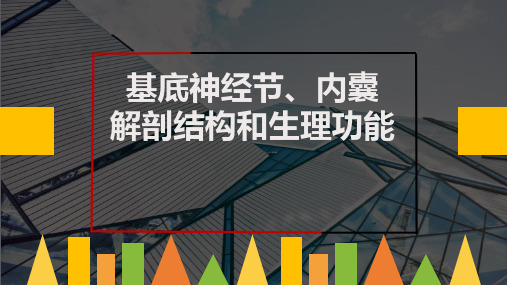 基底节、内囊.ppt