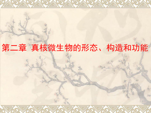 第二章 真核微生物的形态、构造和功能