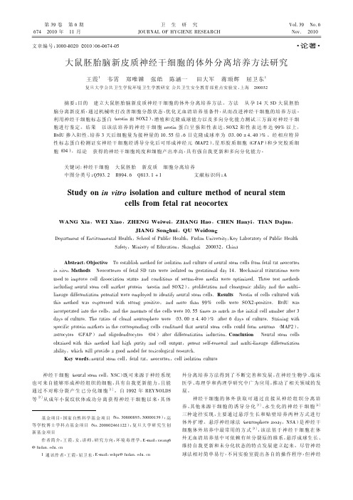 大鼠胚胎脑新皮质神经干细胞的体外分离培养方法研究