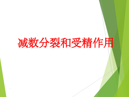 减数分裂动画全过程PPT课件