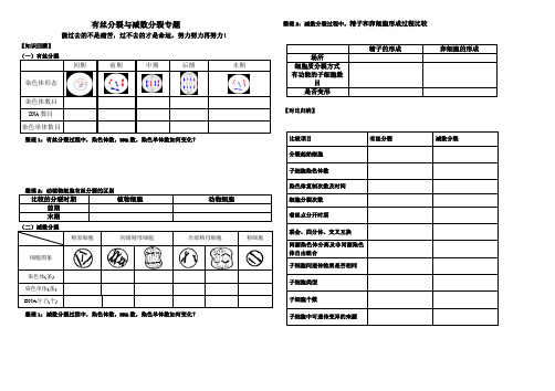 有丝分裂和减数分裂专题