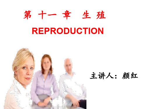 生   殖 《大一系统解剖学》