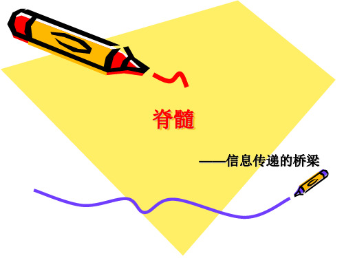 神经系统的组成(2)脊髓、神经