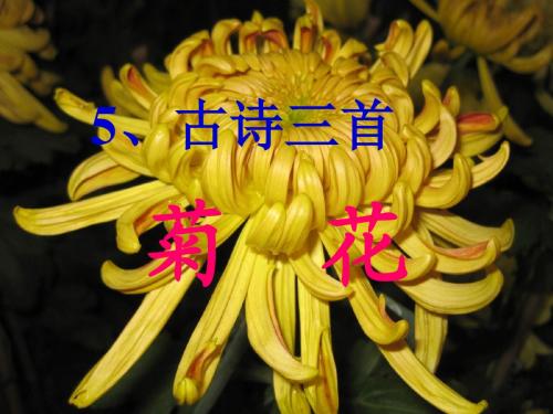 语文S版四年级上册第五课《古诗三首》——菊花