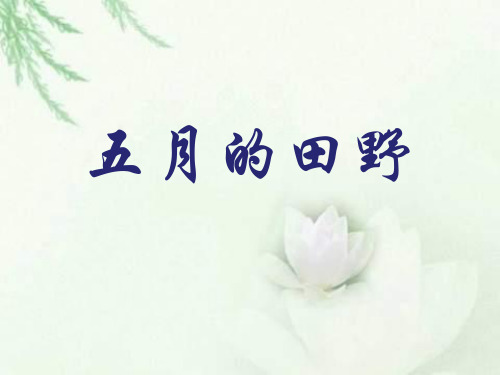 冀教版三年级语文下册《四单元  17. 五月的田野》公开课课件_27
