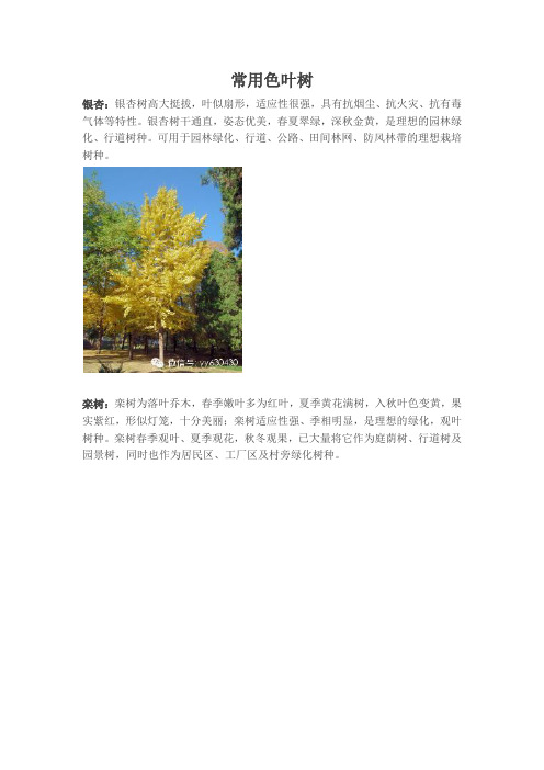 常用色叶树