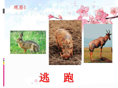 动物怎样保护自己精品PPT课件