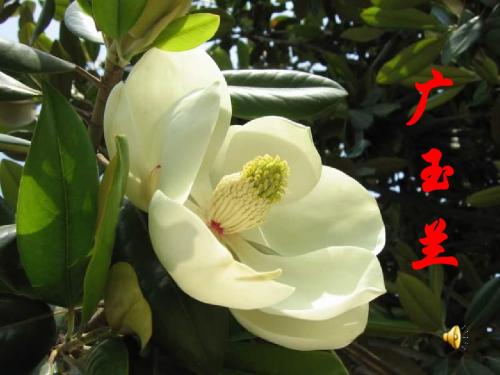 18.广玉兰兴安小学 李秀芬