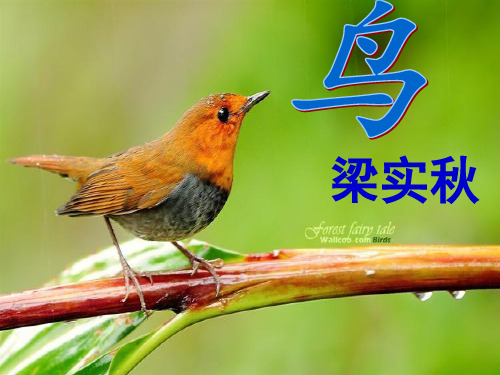 初中语文人教版(部编)七年级上册18 鸟
