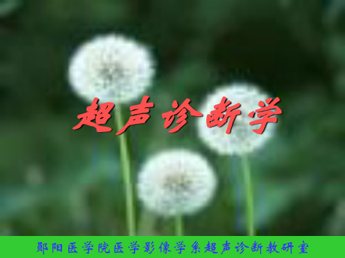 心脏超声