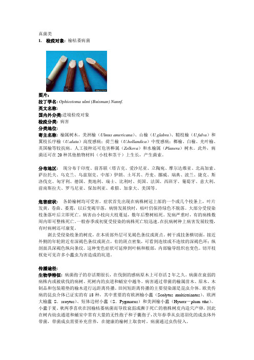 榆枯萎病菌
