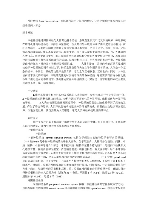 神经系统