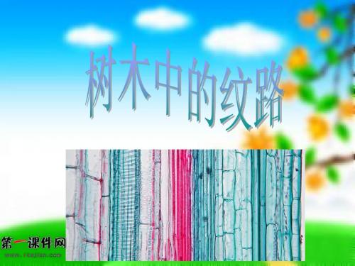 (鄂教版)五年级科学上册课件 树木中的纹路