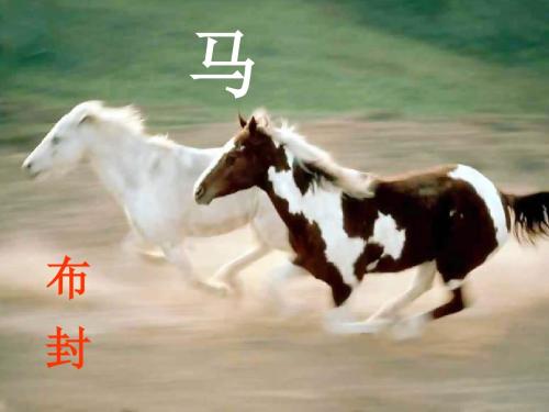 《马》精品课件+精品教案+精品朗读+精品素材