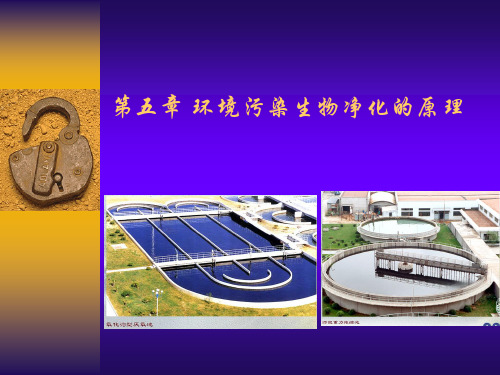 5_环境污染的生物净化