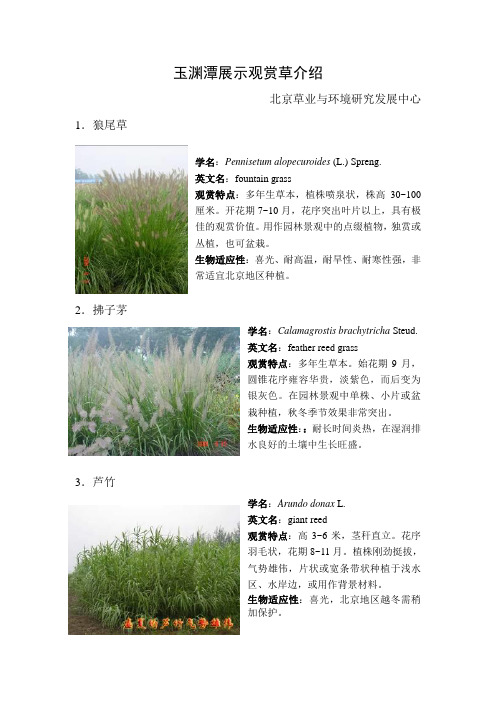 观赏草介绍(图文)
