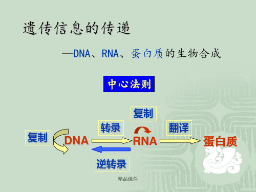 DNA复制、转录、翻译