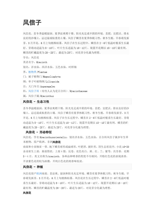 风信子
