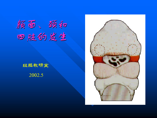 颜面与四肢发生