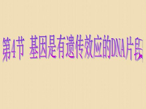 生物：3.4《基因是有遗传效应的dna片段》课件(新人教版必修2)