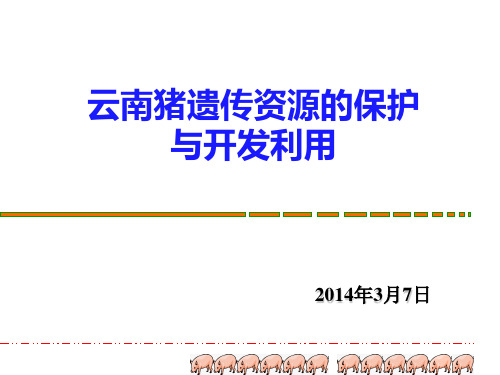 云南地方品种猪