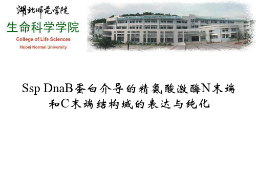 Ssp DnaB蛋白介导的精氨酸激酶N末端和C末端结构域的表达与纯化