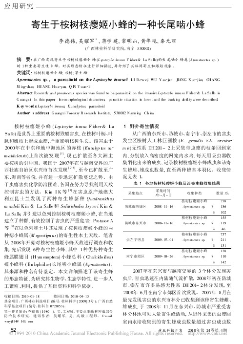 寄生于桉树枝瘿姬小蜂的一种长尾啮小蜂