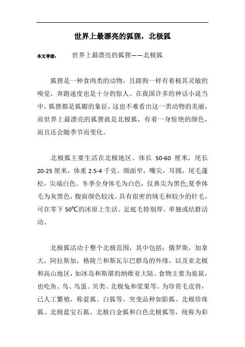 世界上最漂亮的狐狸,北极狐